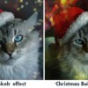 bokeh_collage_sm