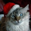 cat_source