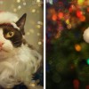 Bokeh effects at Funny.Pho.to
