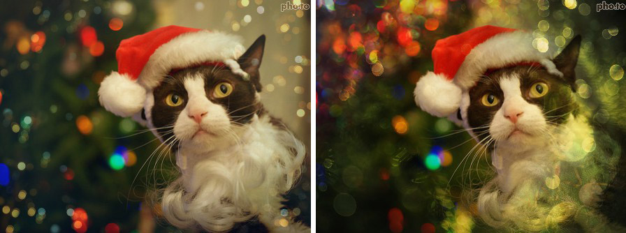 Bokeh effects at Funny.Pho.to
