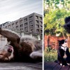 Photos of animal from below