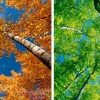 Lay down on your back and take a photo of the sky and the trees