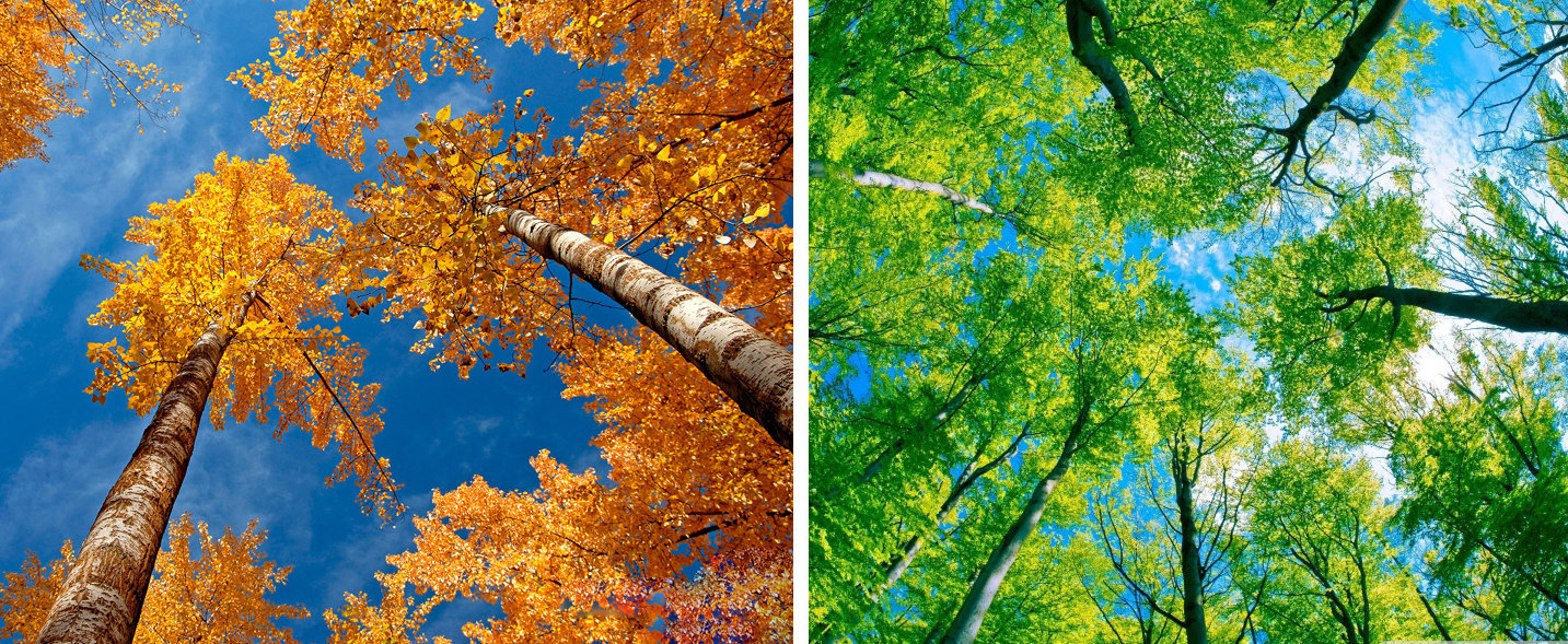 Lay down on your back and take a photo of the sky and the trees
